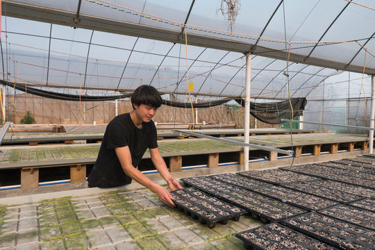 One young man grow seedlings