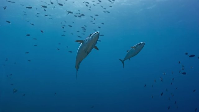 Pair of predatory Tuna swim close to viewer in Palau marine sanctuary