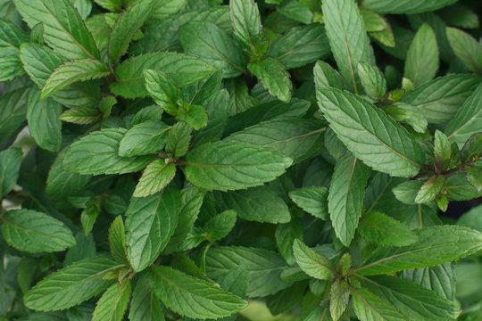Peppermint plants