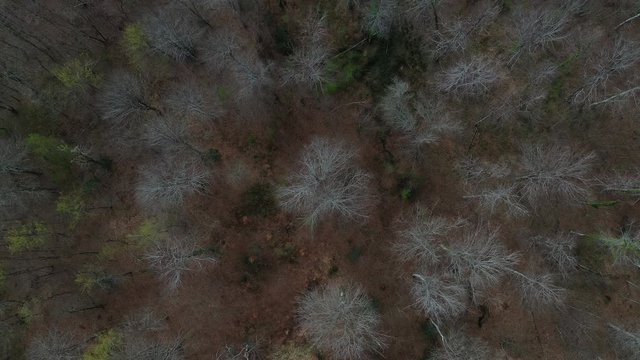 Aerial view of beech forest in spring, Altube, Gorbeia Natural Park, Alava, Bizkaia, Basque Country, Spain, Europe