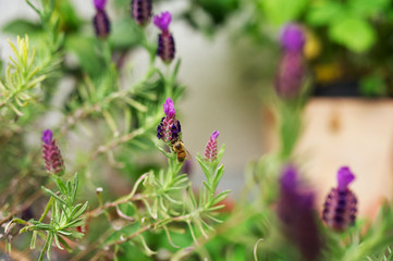 Nahaufnahme einer Honigbiene beim Bestäuben von Lavendel