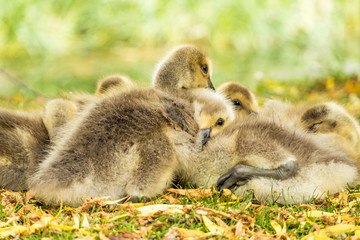 a flock of cute brown goslings cuddling together and taking a nap on green grass field .