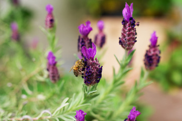 Nahaufnahme einer Honigbiene beim Bestäuben von Lavendel
