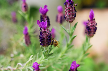 Nahaufnahme einer Honigbiene beim Bestäuben von Lavendel