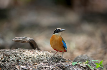 Blue wing Pitta, Colorful lovely bird.