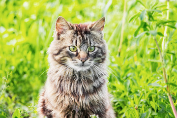 Naklejka na ściany i meble Portrait of a close-up of a gray fluffy cat against a background of green grass_
