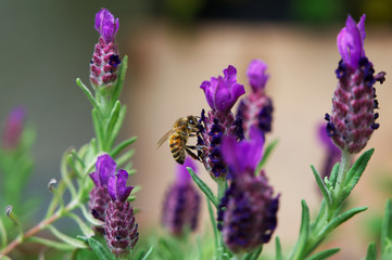 Nahaufnahme einer Honigbiene beim Bestäuben von Lavendel