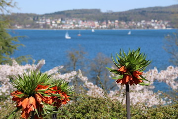 Bodensee