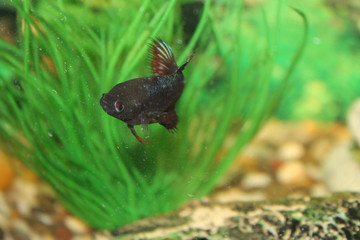 fish