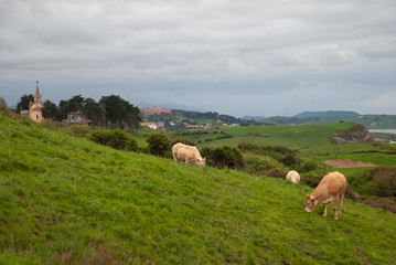 Landscape of a meadow with cows of the race Blonde of Aquitaine, with church, trees, houses and coast in the background, a cloudy spring afternoon in Cantabria, Spain, Europe