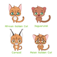 Set of medium sized wild cat species