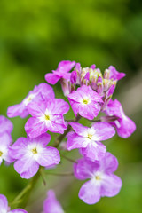 Fototapeta na wymiar close up of beautiful pink wild flowers with creamy green background