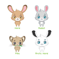Set of rabbit species