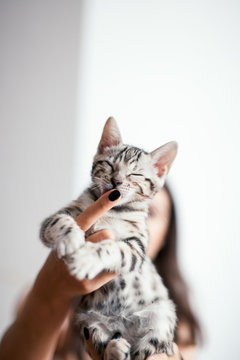 A small kitten sits on the hands of the mistress and licks her fingers