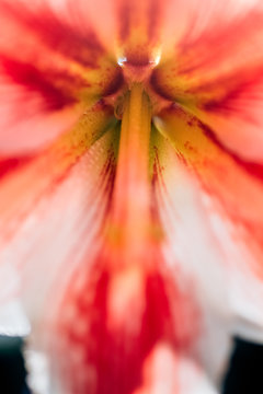 Macro view of a flower