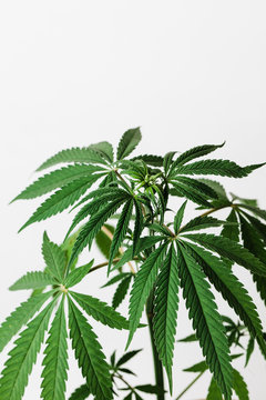Closeup of leaves of marijuana.