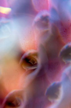 Purple and magenta succulent photographed through prism filter