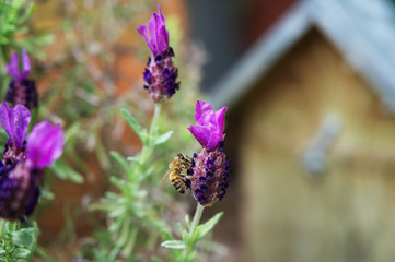 Nahaufnahme einer Honigbiene beim Best&auml;uben von Lavendel