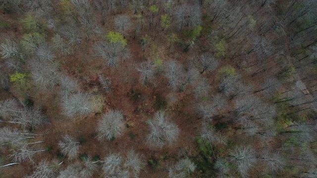 Aerial view of beech forest in spring, Altube, Gorbeia Natural Park, Alava, Bizkaia, Basque Country, Spain, Europe