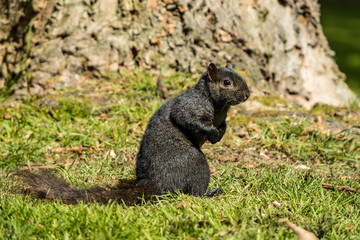 cute black squirrel standing on green grass field under the sun inside park in front of a tree trunk.