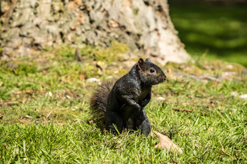 cute black squirrel standing on green grass field under the sun inside park in front of a tree trunk.