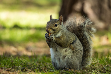 Naklejka na ściany i meble cute grey squirrel eating a nut while sitting on green grass field inside park under the shade