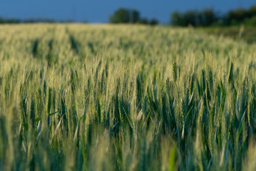 Large areas of young wheat field