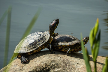 two turtles resting on the rock in the pond on a sunny day with one put its front leg on other's shell