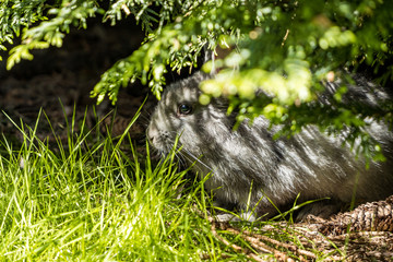 cute grey rabbit hiding under the green bushes in the park near the grass field under the sun