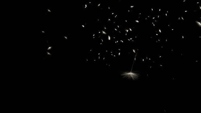 Flying dandelion seeds on black background 4k