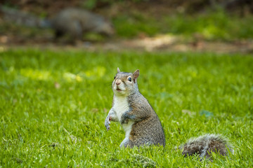 Naklejka na ściany i meble portrait of a curious cute grey squirrel standing on green grass field looking up in the park