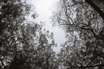 Big tree and branches of tree