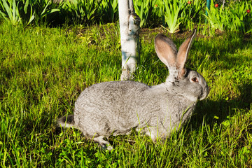 Gray giant rabbit with standing ears and black eyes in a sunny morning in a village in Ukraine. Side view.