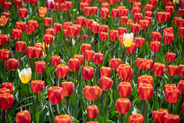 Obraz premium Red tulips field