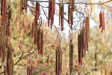 Kätzchen der Erle, Alnus glutinosa 