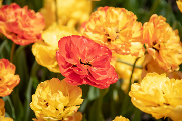 Orange and yellow tulip close up