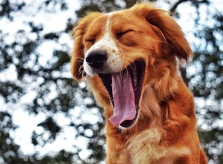 Cute cocker spaniel crossbred dog yawning portrait