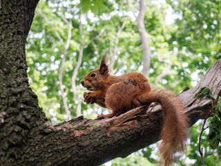 Red squirrel on a tree branch eating a nut in the park.