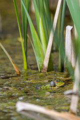 Wasserfosch m Teich mit Algen und Schilf in Sonne