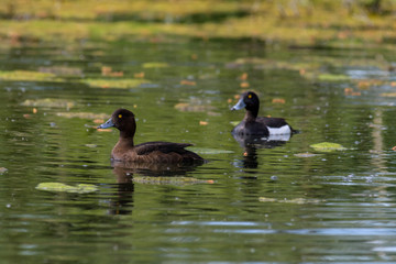 Reiherenten Pärchen im Teich