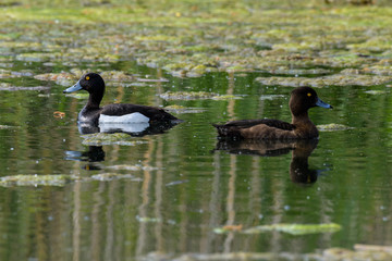 Reiherenten Pärchen im Teich