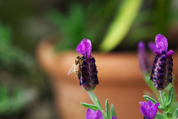 Nahaufnahme einer Honigbiene beim Bestäuben von Lavendel