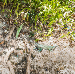 Iguana sunbathing on a rock in Guadeloupe
