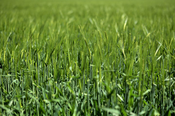 Ein grünes Getreidefeld