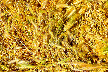 field of wheat