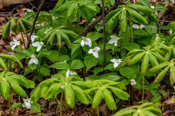 A group of Large white flowered Trillium (Trillium grandiflorum) in flower.