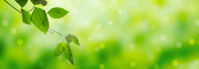 Fototapeta na wymiar Fresh green leaves on a shiny background