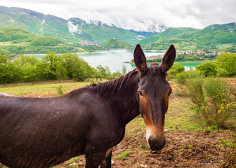 Turano lake (Rieti, Italy) and the town of Castel di Tora - Landscape with horses at pasture