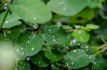 dew on green leaves. Beautiful background. Close-up.