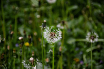 Dandelion on the background of green grass. Beautiful, summer background.